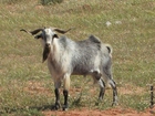 Macho cabrío