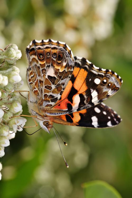 Mariposa - Australian painted lady