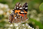 Foto Mariposa - Australian painted lady