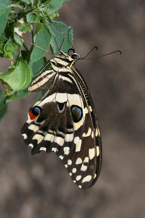 mariposa