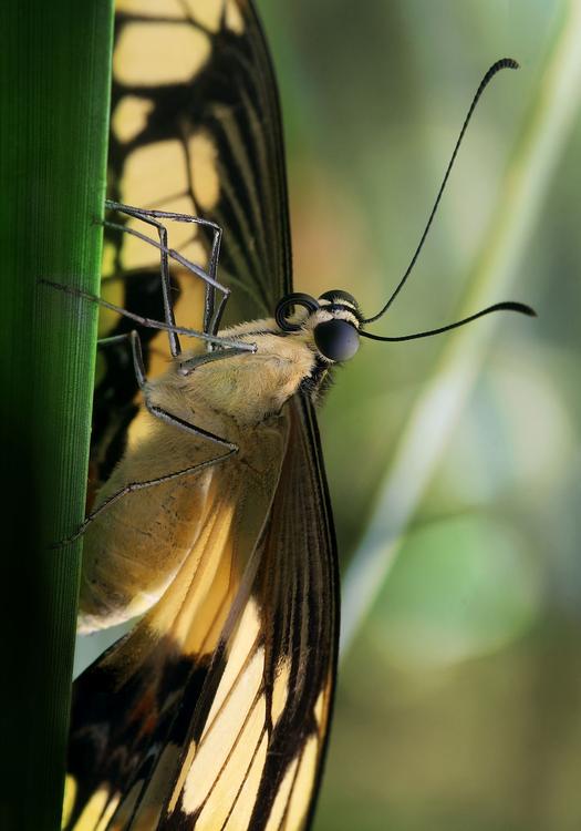 mariposa