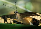 Foto mariposa