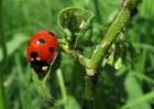 Foto Mariquita con pulgones