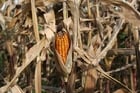 Fotos Mazorca de maíz