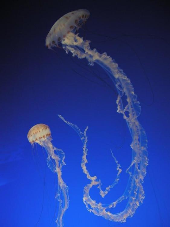 Medusas