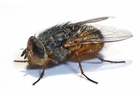 Foto Mosca