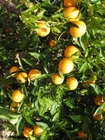 Naranjas