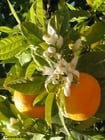 Foto Naranjo en flor
