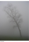 Foto Niebla