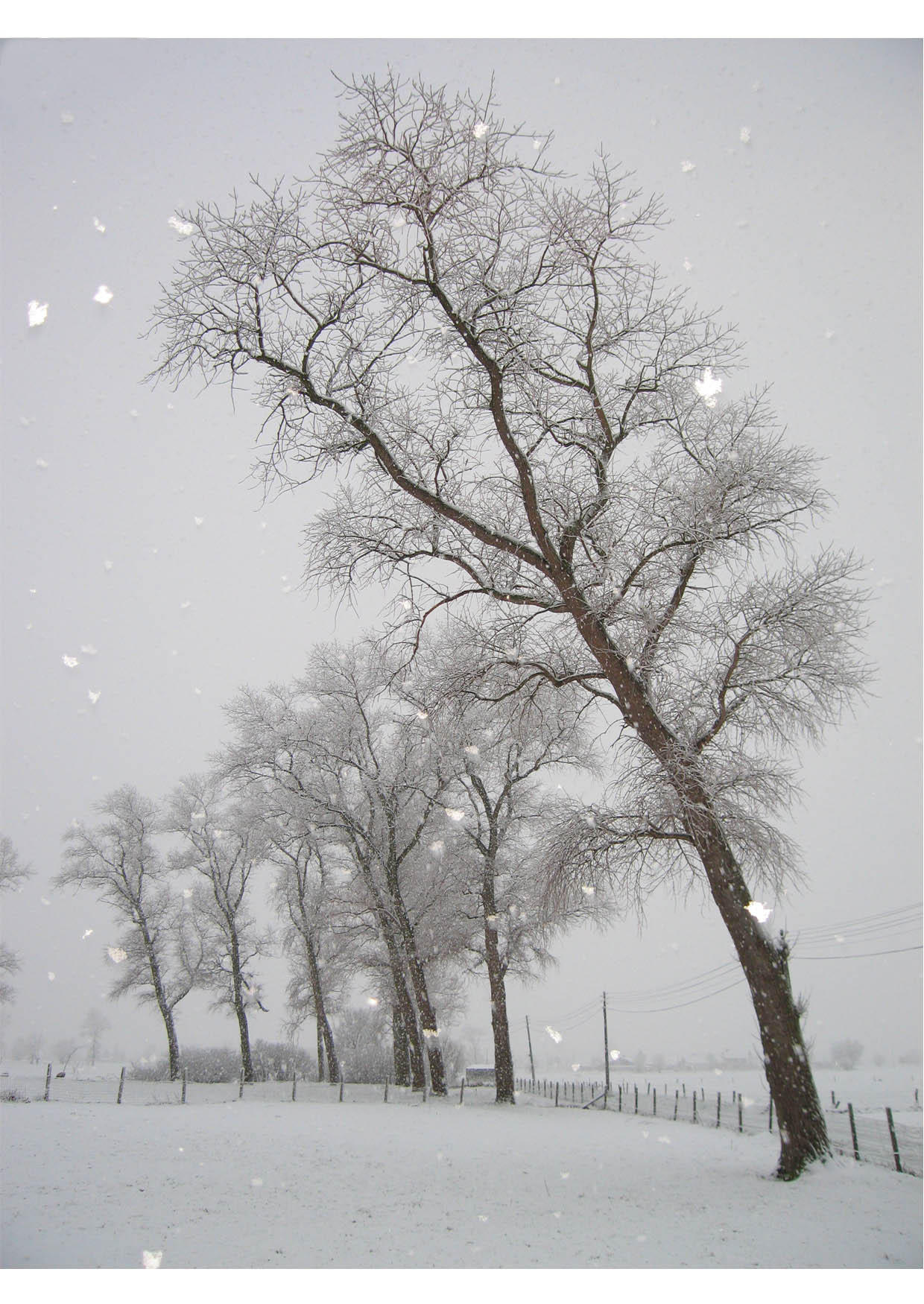 Foto Nieve - paisaje invernal