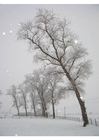 Fotos Nieve - paisaje invernal