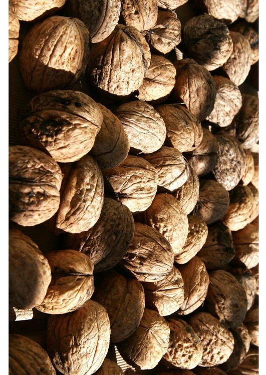 Nueces