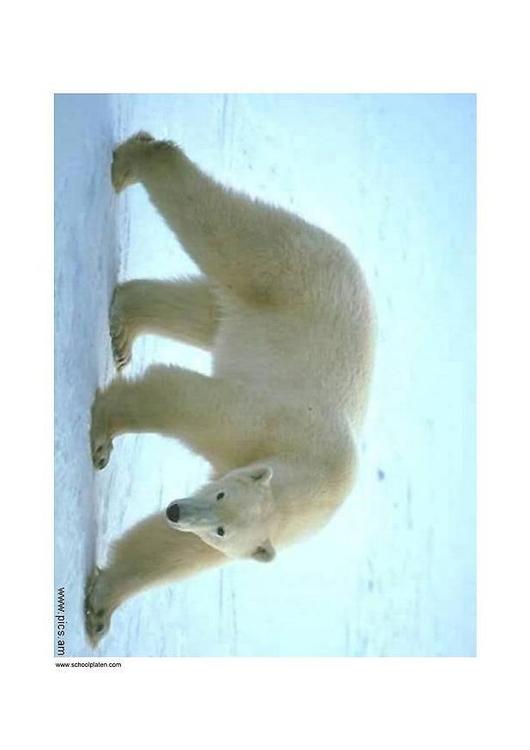 Oso polar