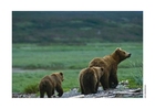 Foto Oso