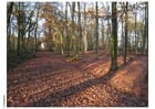 Foto OtoÃ±o en el bosque