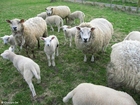Ovejas con corderos