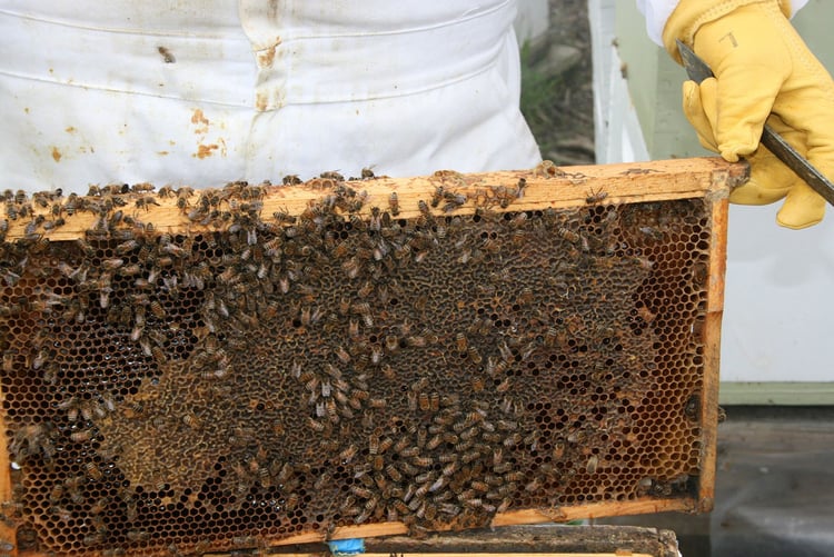 Foto panal de abejas