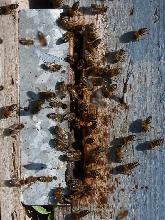 panal de abejas