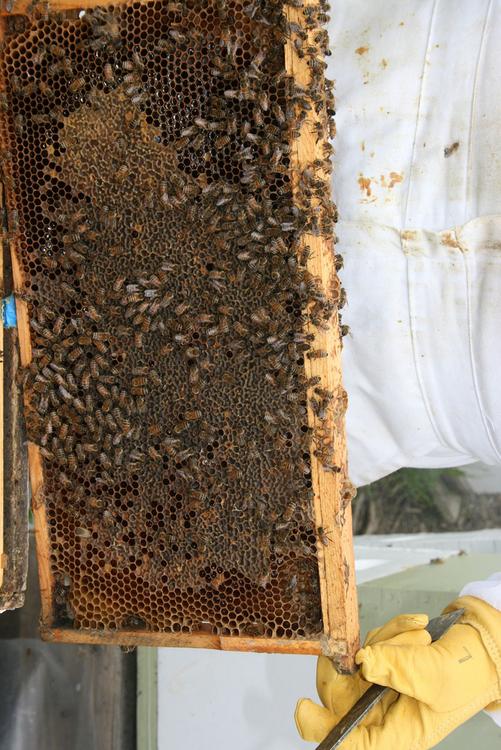 panal de abejas