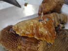 Foto panal de abejas