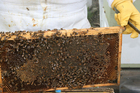 Fotos panal de abejas