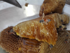 foto panal de abejas