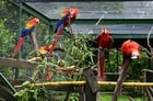 papagayos en jaula