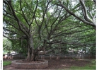 Parque Ghandi, Museo de Puna