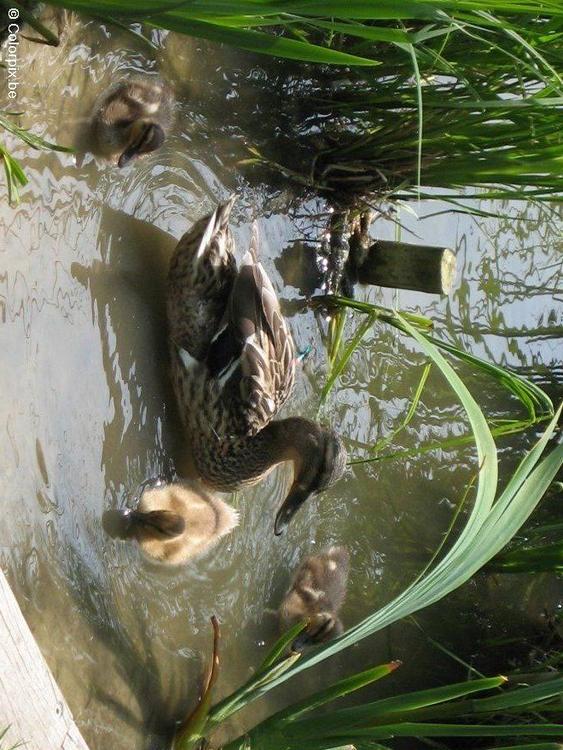 Pato con polluelo