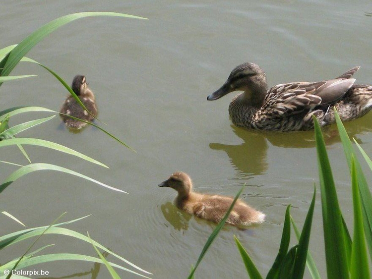 Foto Pato con polluelos