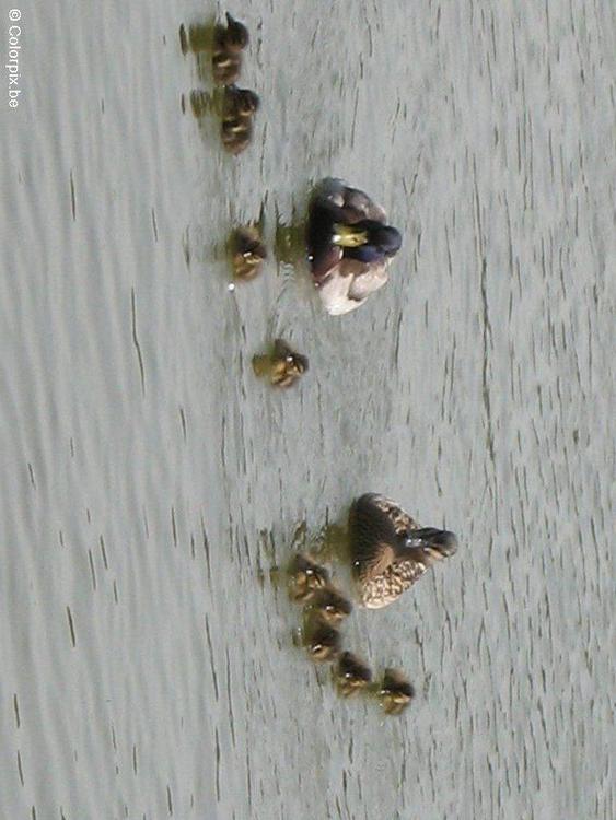 Patos con polluelos