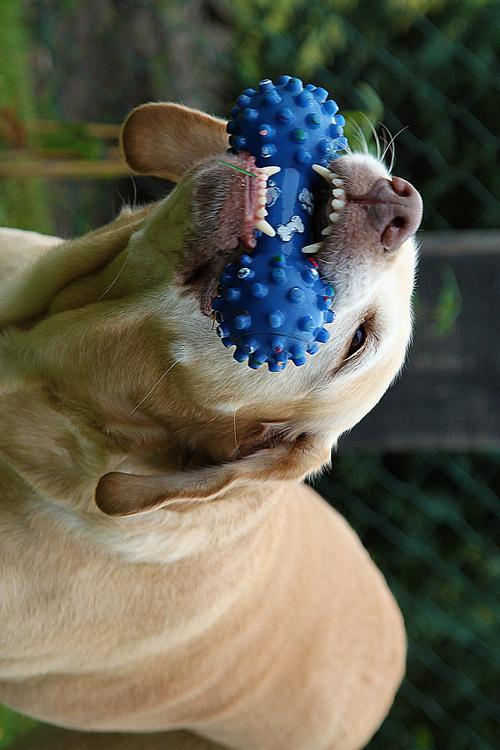 perro con juguete