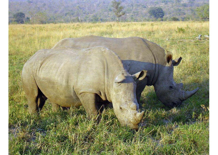 Foto Rinoceronte