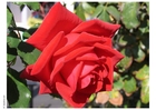Foto Rosa