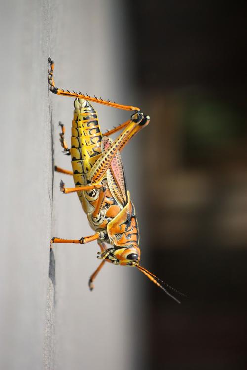 saltamontes