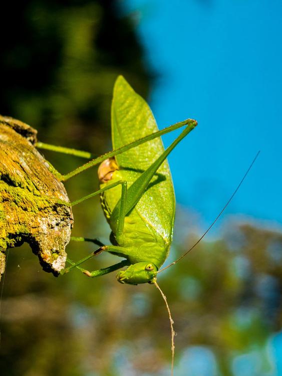 saltamontes