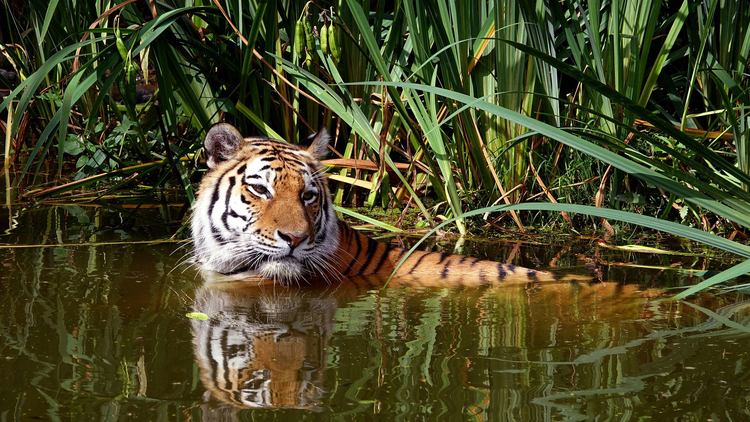 Foto tigre en agua