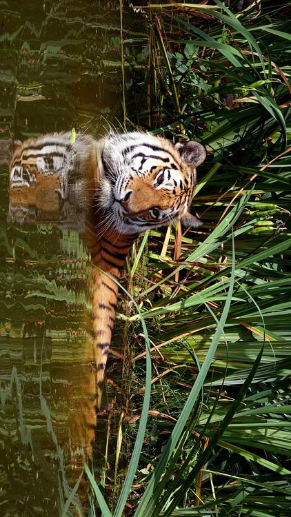 tigre en agua