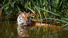 tigre en agua