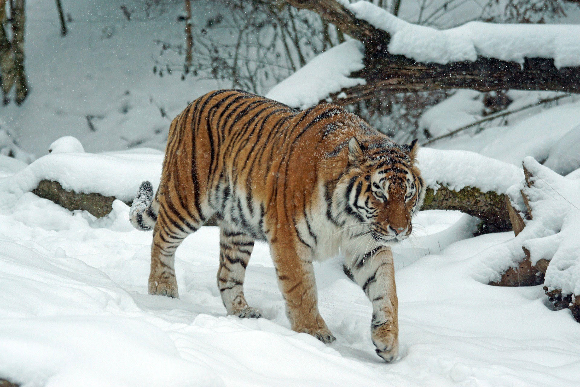Foto tigre en nieve