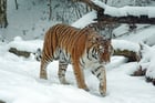 tigre en nieve