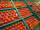 Fotos Tomates