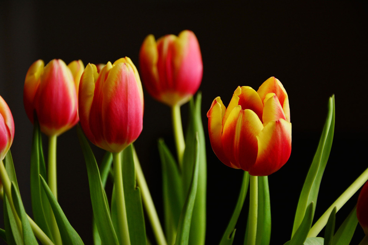 Foto tulipanes