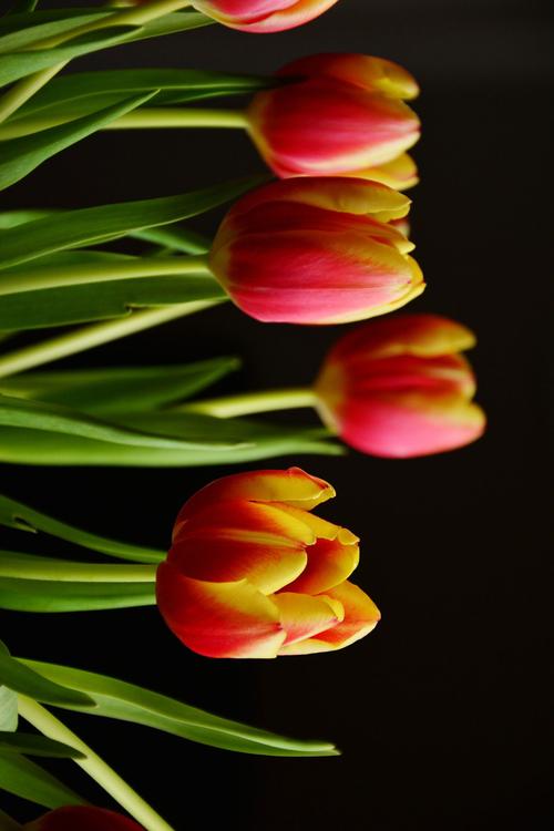 tulipanes