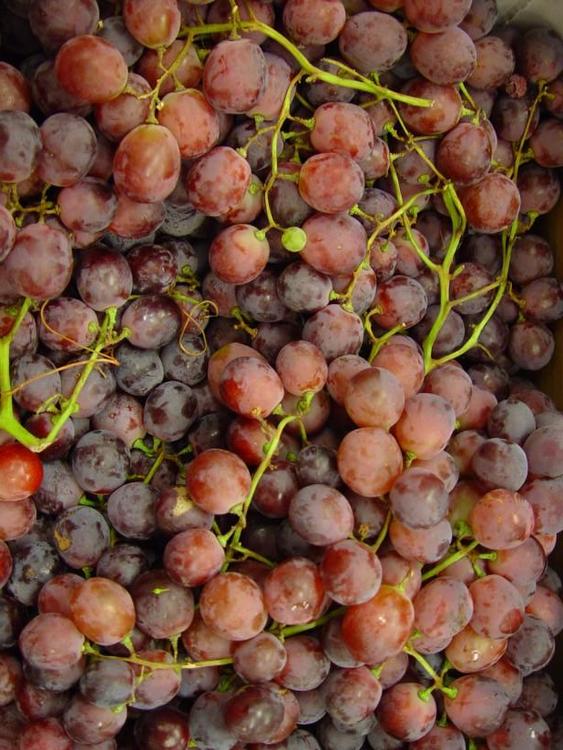 Uvas