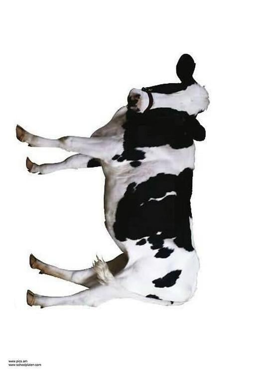 Vaca