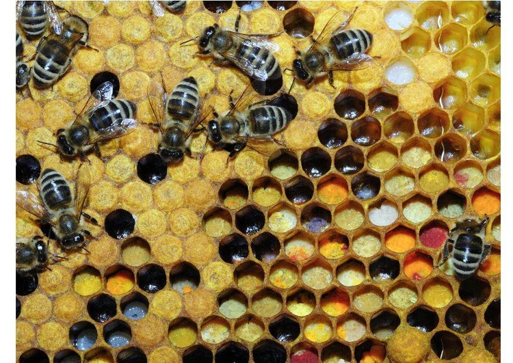 Foto Varios tipos de polen almacenados