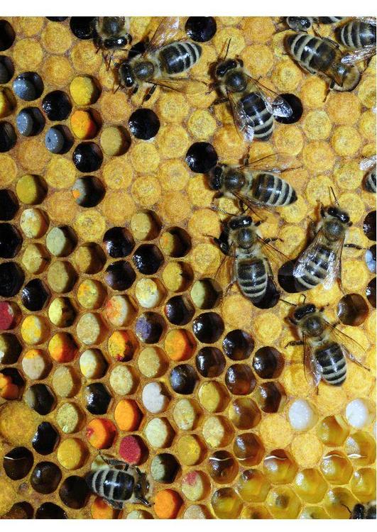 Varios tipos de polen almacenados