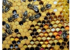 Fotos Varios tipos de polen almacenados