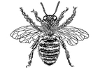 Dibujo para colorear abeja reina